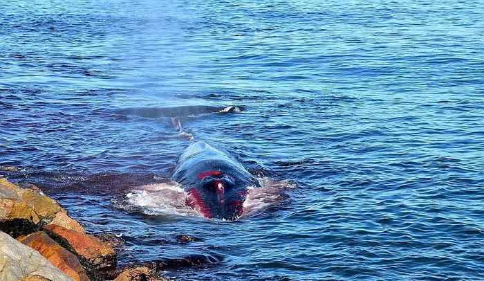 죽어가던 피투성이 ‘거대 고래’가 마지막으로 SOS를 외치자 벌어진 일