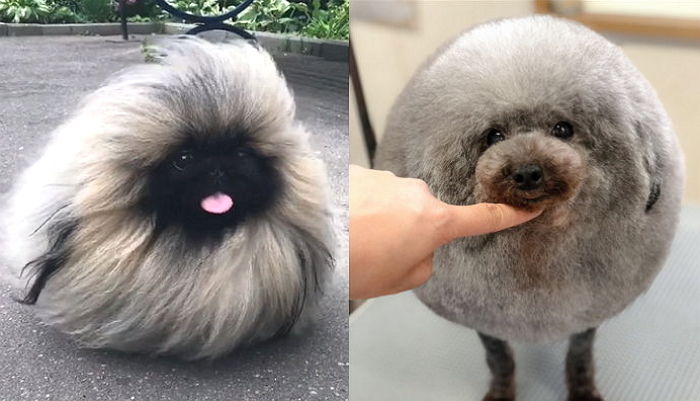 복슬복슬한 우리집 댕댕이 ‘털 상태’에 숨겨져 있던 건강 신호 6