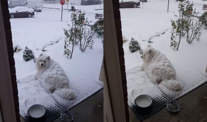 함박눈 쏟아지자 너무 좋아 ‘눈사람’ 될 때까지 그대로 맞은 사모예드