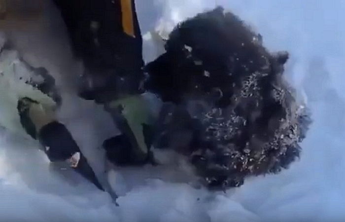 ‘폭설’에 파묻혀 온몸 ‘꽁꽁’ 얼어 죽어가다 극적으로 구조된 강아지