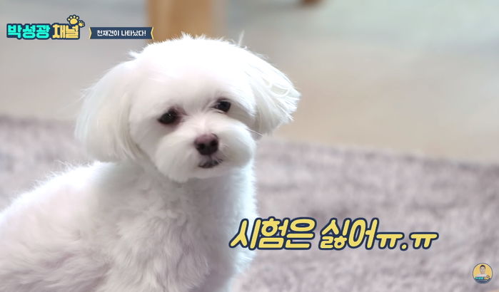 아빠가 “이~” 하니까 바로 ‘살인 미소’ 날리는 박성광 댕댕이