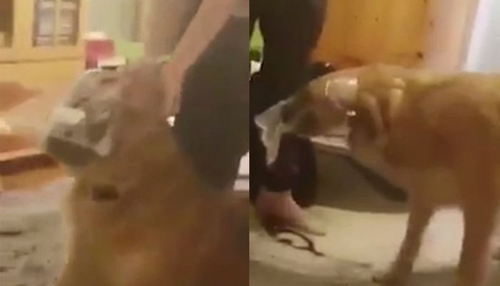 반려견 얼굴에 비닐 씌우고 학대 영상 찍은 15살 소녀가 경찰에 체포됐다