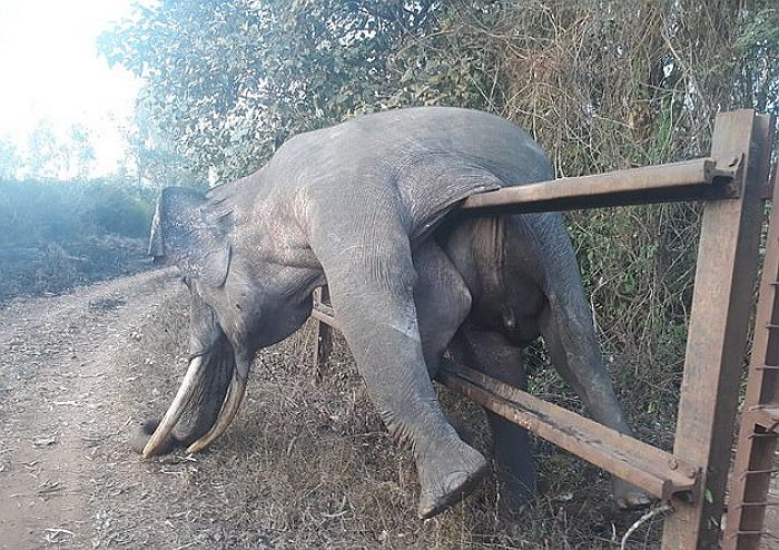 너무 배고파 마을에 음식 구걸하러 왔다가 ‘울타리’에 끼어 즉사한 코끼리