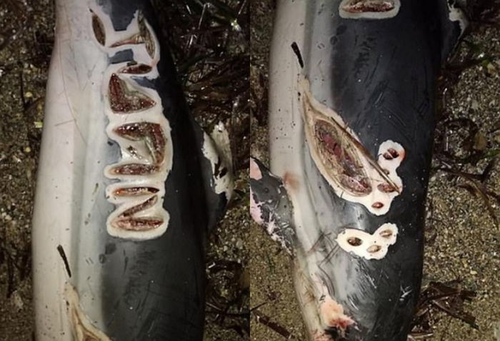 돌고래 피부 칼로 도려내 자신 ‘이름’ 새기며 동물 학대한 남성