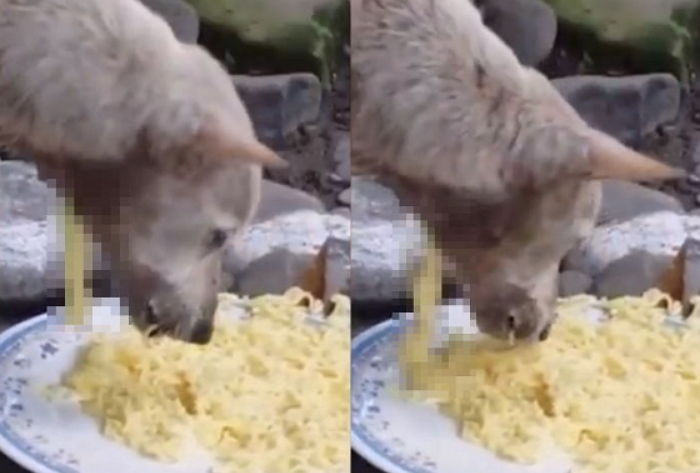 목에 구멍 뚫려 음식 빠지는 줄도 모르고 허겁지겁 먹던 ‘유기견’의 근황