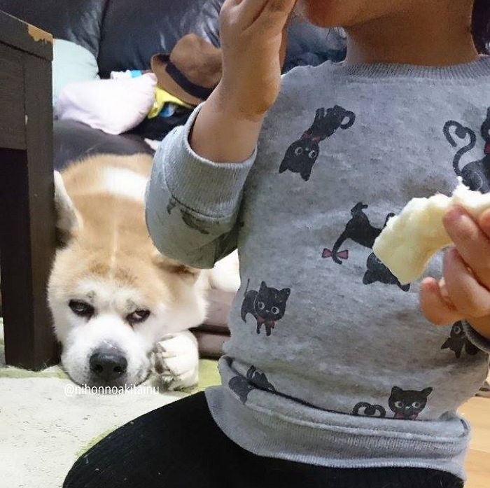 혼자 간식 다 먹는 야속한 꼬마 주인에게 삐진 댕댕이의 ‘현실’ 표정