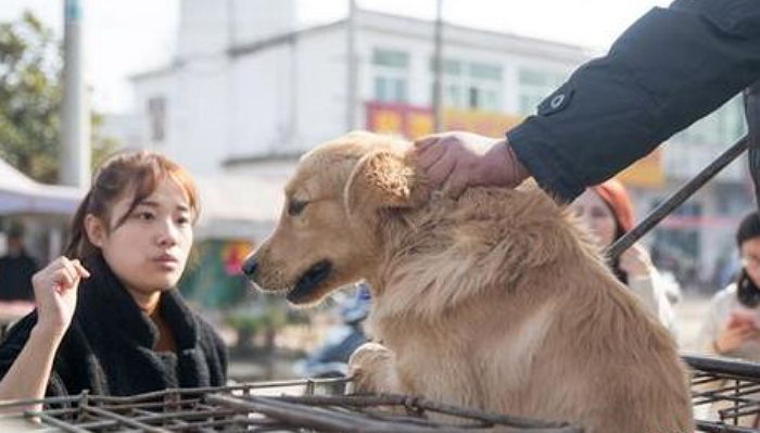 잃어버린 반려견 ‘개 시장’서 보고 주저앉아 ‘오열’해 버린 주인