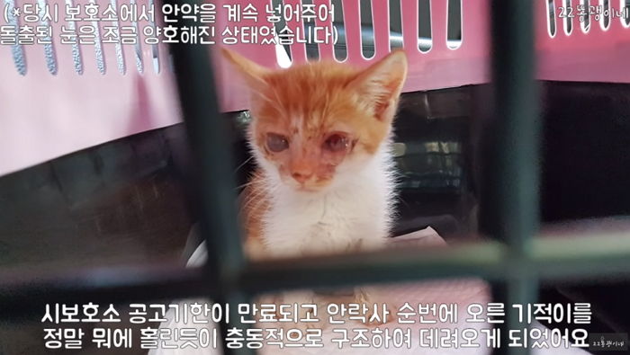 “안구 적출·안락사·뇌 병변”···죽을 위기 몇 번이나 넘기고 살아남은 길냥이에게 붙여진 이름