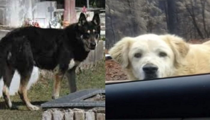 전 세계 사람들 코끝 찡하게 만든 자기 목숨보다 주인을 더 사랑한 충견 5