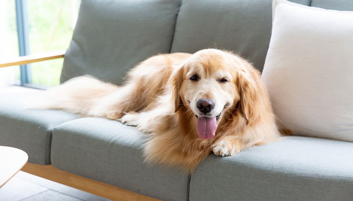 “옆집서 시험 삼아 키워보고 싶다며 우리집 강아지를 빌려달라고 합니다”