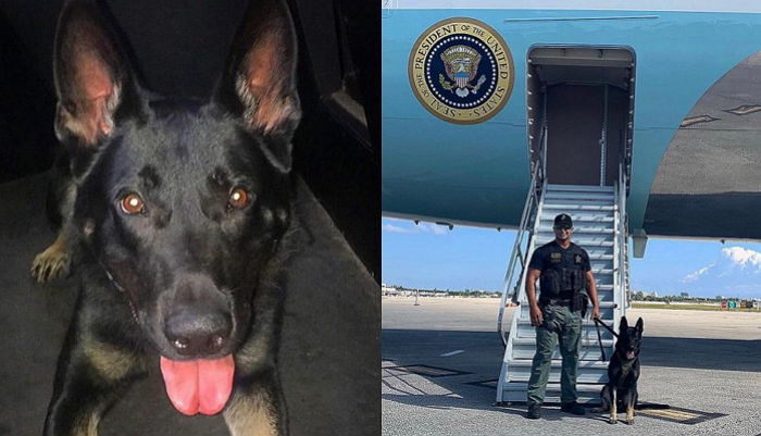 시민들 지키다 ‘총’ 맞아 숨진 경찰견 소식에 부둥켜안고 ‘오열’한 동료 경찰관들