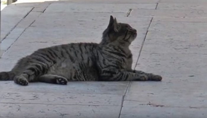 자신 키워준 ‘주인’ 죽은 줄 모르고 ‘1년’ 동안 병원 앞에서 기다리는 고양이