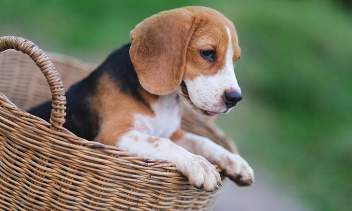 11번가, 매달 여는 ‘펫데이’로 반려동물용품 거래액 ‘2배’ 늘렸다