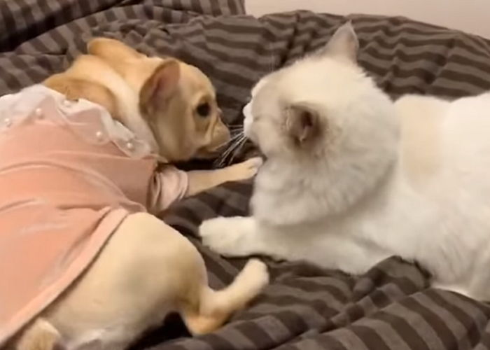 자신 괴롭히는 ‘냥아치’ 고양이 얼굴에 일부러 ‘똥방귀’ 뀌어 복수한 댕댕이