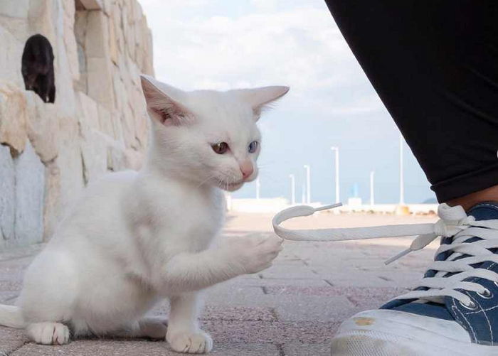 집사 넘어질까 걱정돼 풀려버린 신발 끈 ‘낑낑’대며 묶어준 아기 냥이