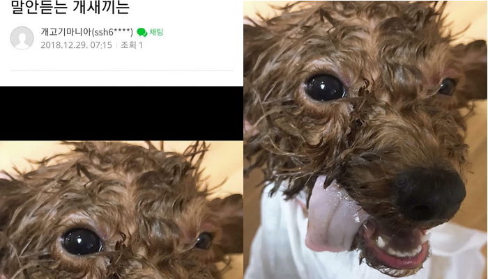 “제보 받습니다” 케어가 ‘동물학대범’ 잡으려 다급하게 공개한 푸들 학대 사건