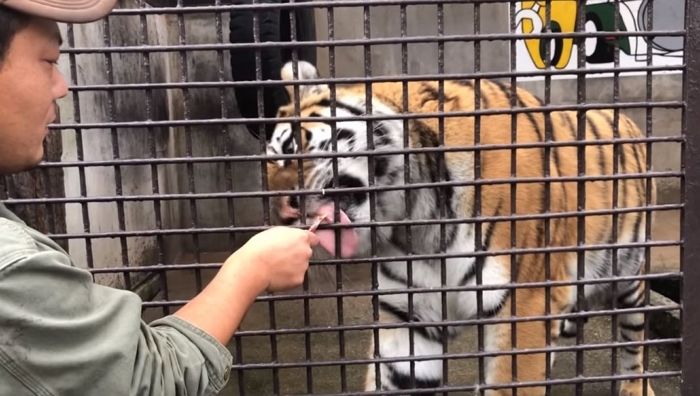 “고양이 마약 간식 ‘츄르’를 ‘동물의 왕’ 호랑이·사자에게 줘봤다”