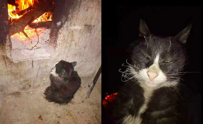 꽁꽁 언 몸 녹이려 코앞에서 ‘불’ 쬐다가 수염 몽땅 타고 열받은(?) 고양이 현실 표정