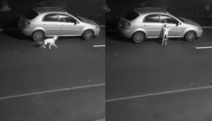 자기 버리고 가는 주인한테 매달려 애원하던 강아지 최근 근황