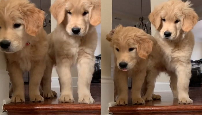 ‘계단’ 너무 무서워 서로 먼저 가라며 등 떠미는(?) ‘쫄보’ 댕댕이 형제