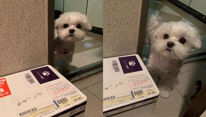 “배송 기다리는 나 보는 줄”…맨발로 현관문까지 ‘간식택배’ 마중나온 댕댕이