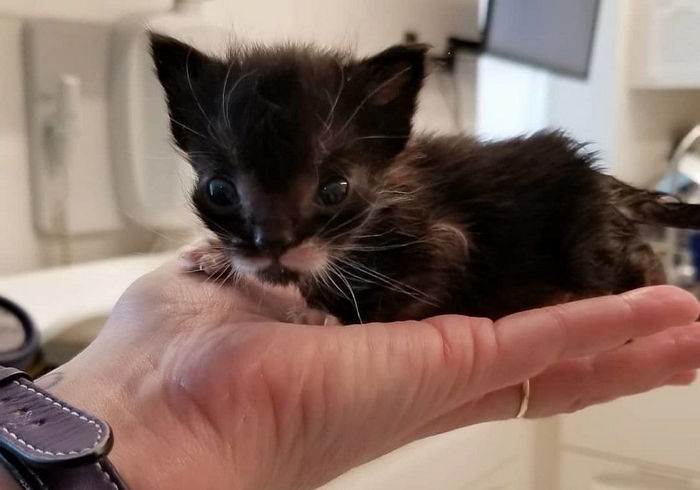 손바닥만큼 작았다가 ‘고양이 확대범’ 만나 몸집 2배 커진 아기 고양이