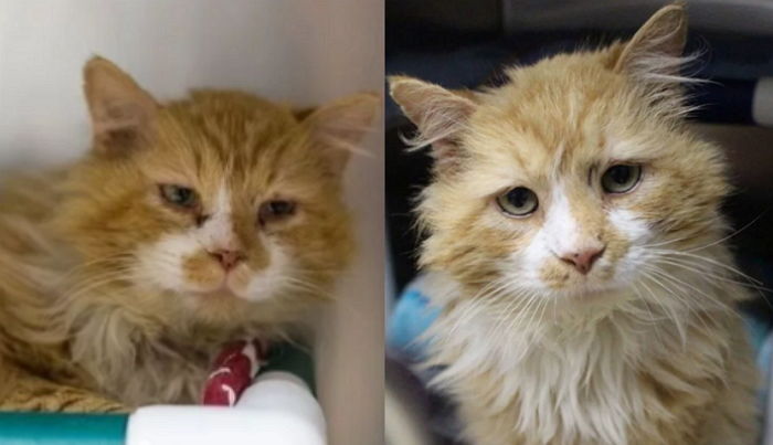 잃어버린 주인 찾아 ‘19km’ 걸어온 고양이에게는 ‘안락사’가 기다리고 있었다