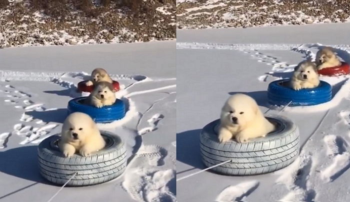 아기 댕댕이들 발 시려울까봐 ‘전용 기차’ 만들어 눈썰매 태워준 주인