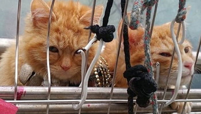 ‘강추위’ 속 베란다에 묶여 온몸 꽁꽁 얼어붙은 채 구조된 아기 고양이 두 마리