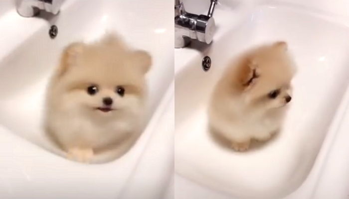다리 짧아 세면대에 갇혀버린 ‘손바닥 크기’ 솜뭉치 포메라니안