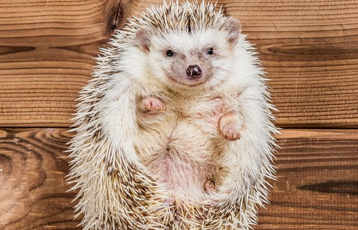 조카들에게 가시 세웠다고 올케가 키우는 ‘반려 고슴도치’ 발로 차버린 시누이