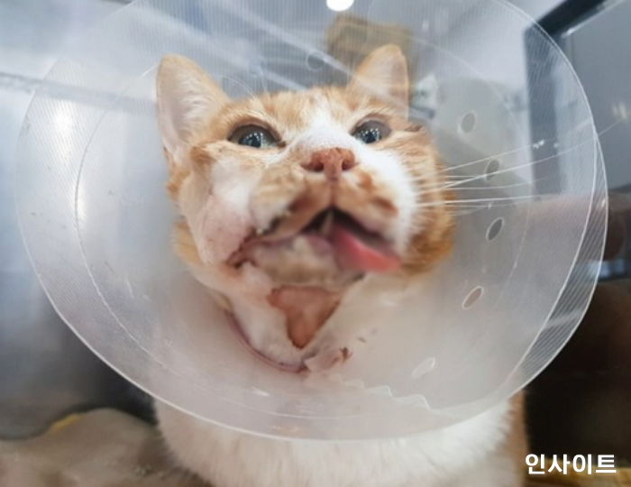 “우리 집 고양이가 동물병원에서 수술받고 ‘장애묘’가 됐습니다”