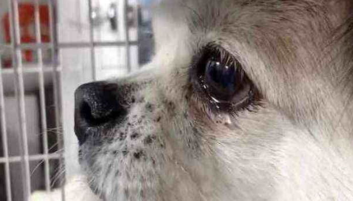 혼자 거리 떠돌다 다시 사람 품에 안기고 ‘눈물’ 펑펑 쏟은 강아지