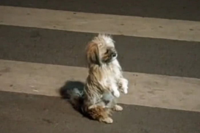 주인 차량과 똑같은 차 목숨걸고 막아선 유기견, 그런 녀석을 ‘댕줍’한 운전자