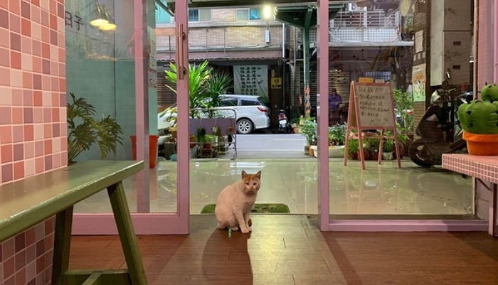 평소처럼 가게 찾아온 ‘길냥이’에 밥 챙겨준 캣맘은 녀석의 ‘마지막 인사’를 몰라봤다