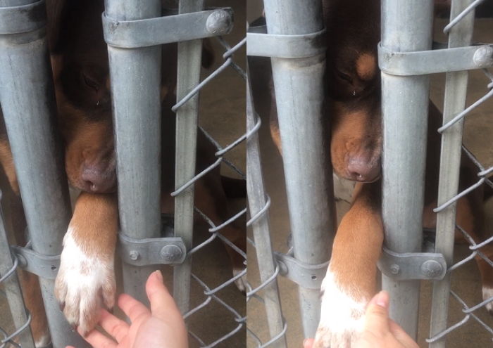 보호소서 입양만 기다리던 강아지가 먼저 ‘손’을 내밀자 ‘기적’이 일어났다