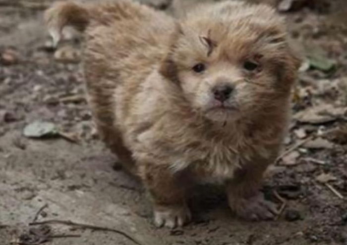 썩은 컵라면 먹으며 사는 형제들 걱정돼 입양하려는 ‘주민 손길’ 거부한 유기견