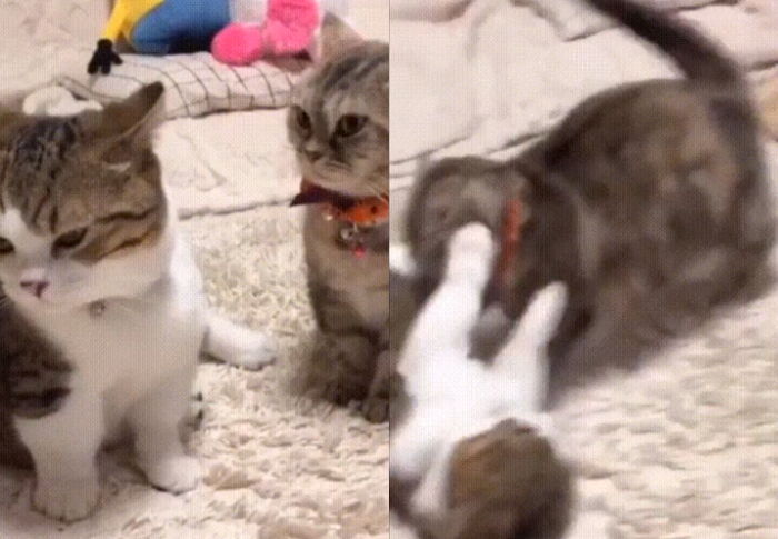 냥펀치 맞고 억울해 허공에 대고 ‘솜방이질’하며 짜증 폭발한 고양이