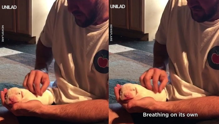 남성의 필사적인 ‘심장 마사지’에 숨 멎은지 1분 만에 살아난 강아지