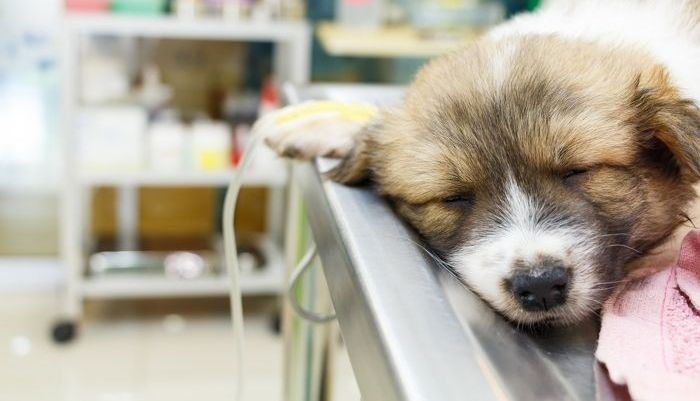 반려동물과 ‘이별’할 때 웃으며 보내고 싶은 주인을 위한 조언 5