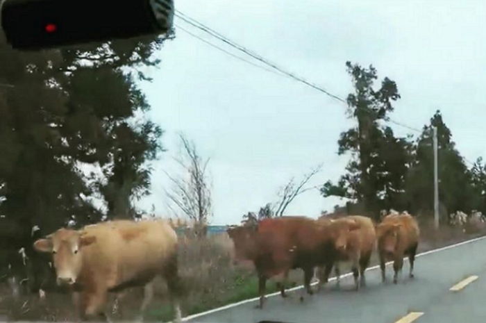 “제주도서 집단 가출한 우리집 송아지 5마리를 찾습니다”