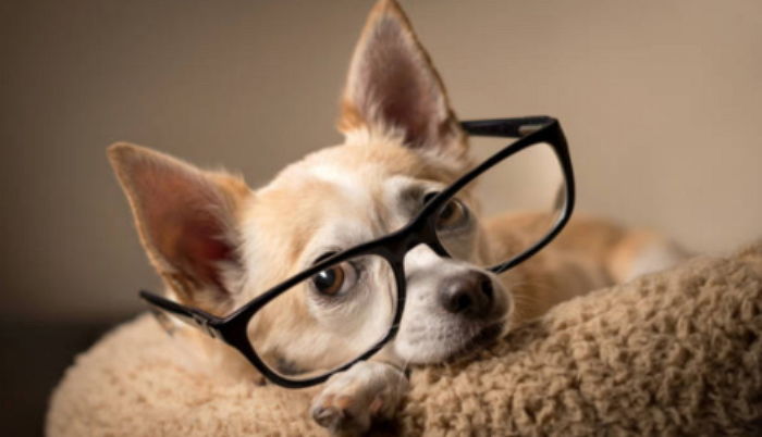 반려견 키우는 사람들이 ‘강아지’에게서 배우는 삶의 교훈 6가지