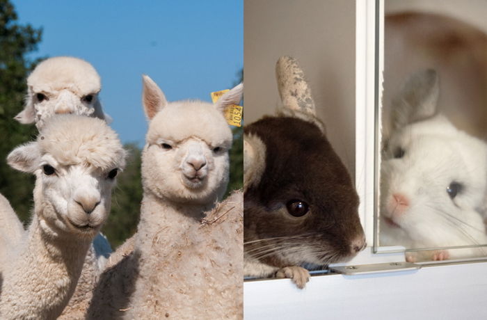 쳐다보는 순간 반하고 마는 세상에서 가장 귀여운 동물 10종