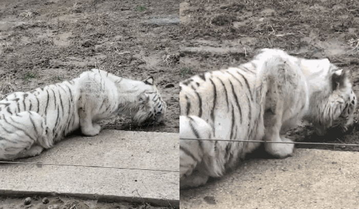 동물원에 갇혀 굶주림에 ‘진흙’까지 씹어 먹는 멸종위기 백호의 충격적인 모습