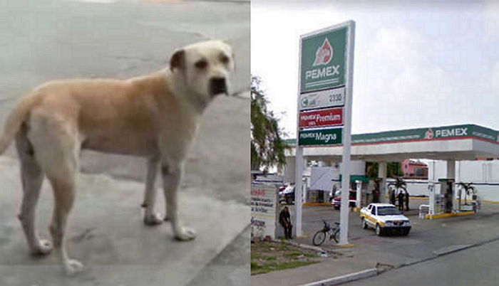 밥 챙겨주던 주유소 직원 ‘비명’ 듣자마자 ‘목숨 걸고’ 강도에 맞선 유기견