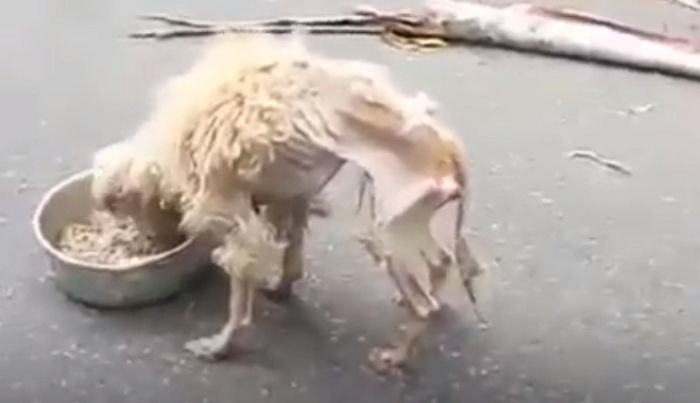 가망 없는 유기견 ‘안락사’ 대신 기적처럼 살려낸 동물 구조대원