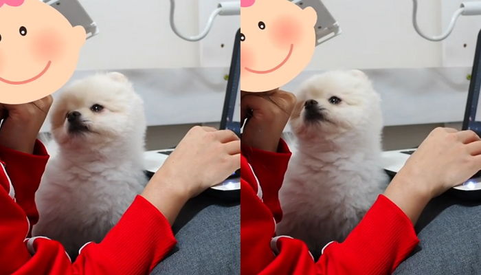 노트북만 보는 주인이랑 놀고파 앞발로 ‘꾹꾹이’하는 포메 댕댕이