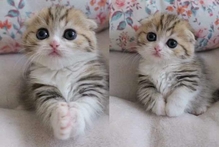 우유 달라며 집사에게 공손히 ‘솜방망이’ 애교 부리는 먼치킨 냥이