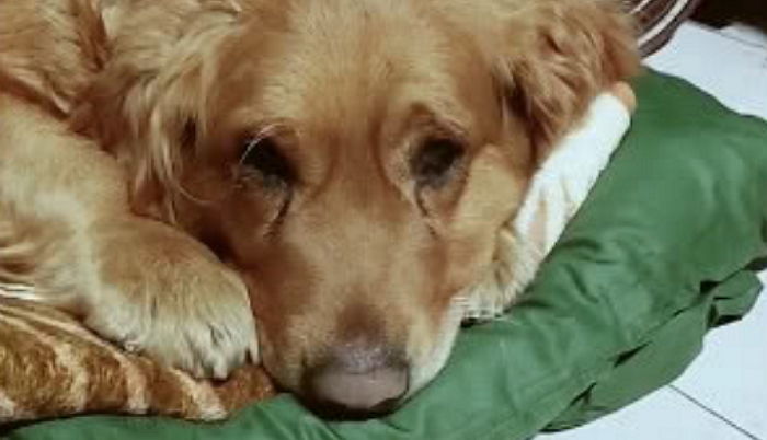 도살장 갔다가 ‘임신’한 강아지 보고 마음 바뀌어 ‘입양’해온 남성