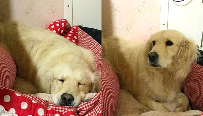 ‘개농장’에서 뼈만 앙상하게 남은 채 7kg으로 구조됐던 어미 리트리버 근황